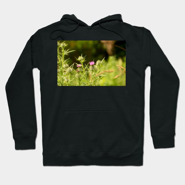 blb thistle Hoodie by pcfyi